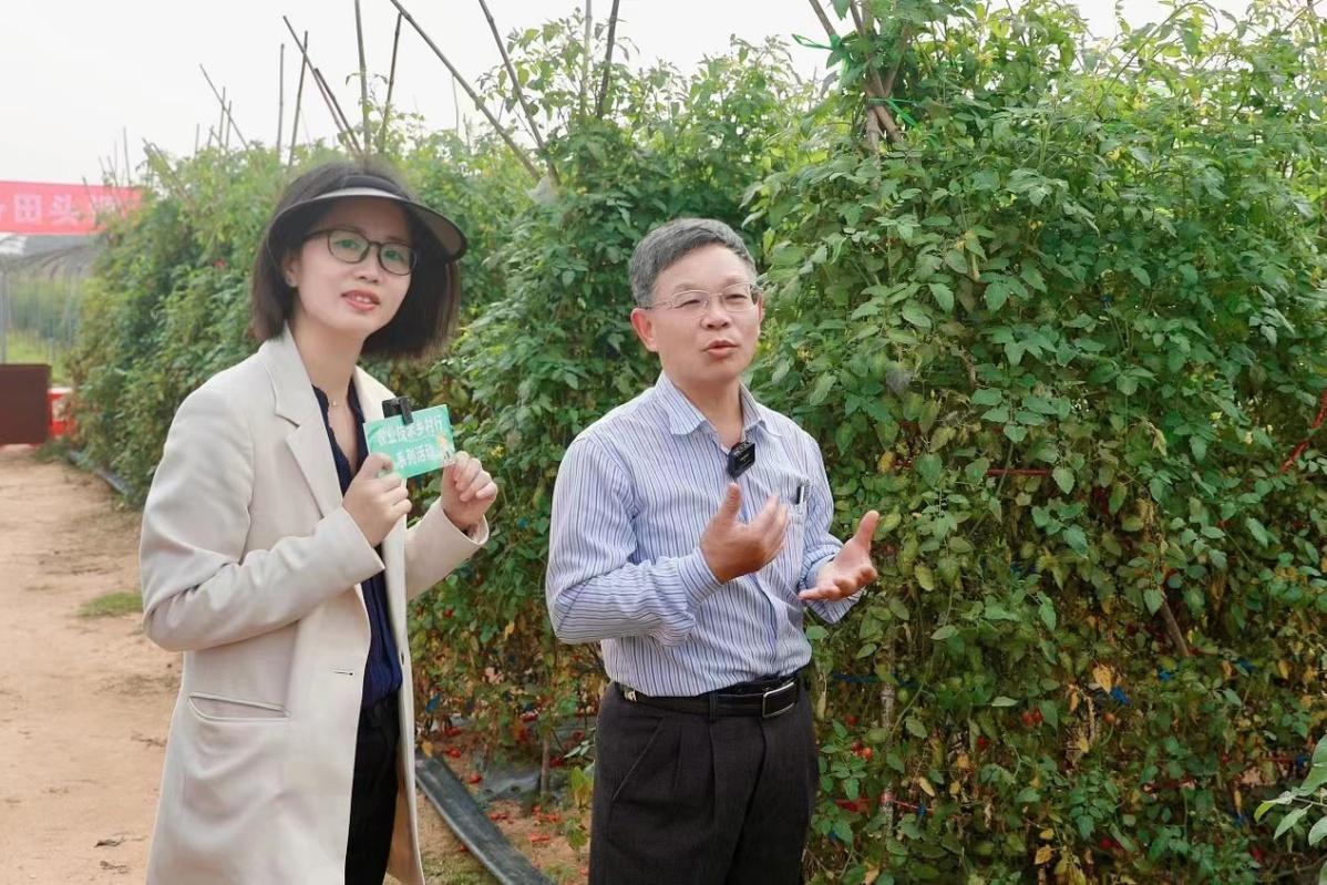 广东番茄食品有限公司，从源头到市场的食品产业佼佼者